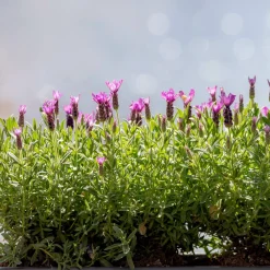 Lavande papillon The Princess ® Lavender - La lavande qui fleurit tôt