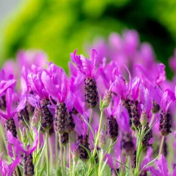 Lavande papillon The Princess ® Lavender - La lavande qui fleurit tôt