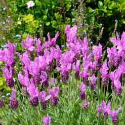 Lavande papillon The Princess ® Lavender - La lavande qui fleurit tôt