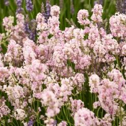 Lavande 'Rosea' - La lavande qui fleurit rose