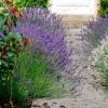 3 Lavandes Ardeche - Le sud dans votre jardin