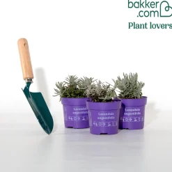 3 Lavandes Ardeche - Le sud dans votre jardin