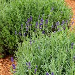 3 Lavandes Ardeche - Le sud dans votre jardin