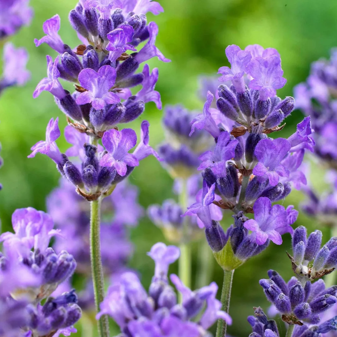Lavande vraie 'Hidcote' - Bleu intense, parfum garanti