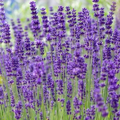 Lavande vraie 'Hidcote' - Bleu intense, parfum garanti