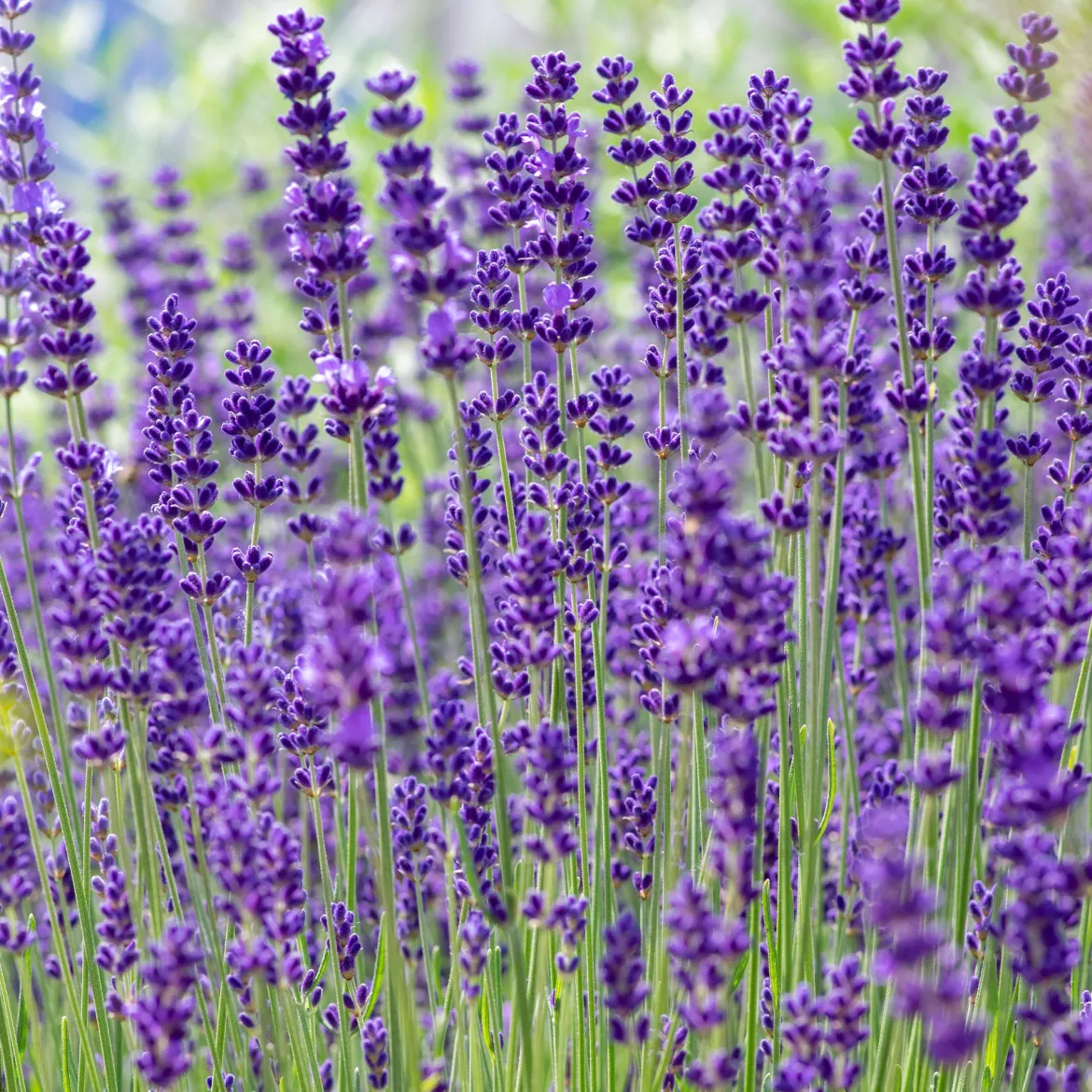Lavande vraie 'Hidcote' - Bleu intense, parfum garanti