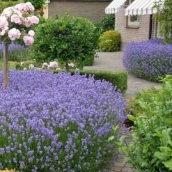 Lavande vraie 'Hidcote' - Bleu intense, parfum garanti