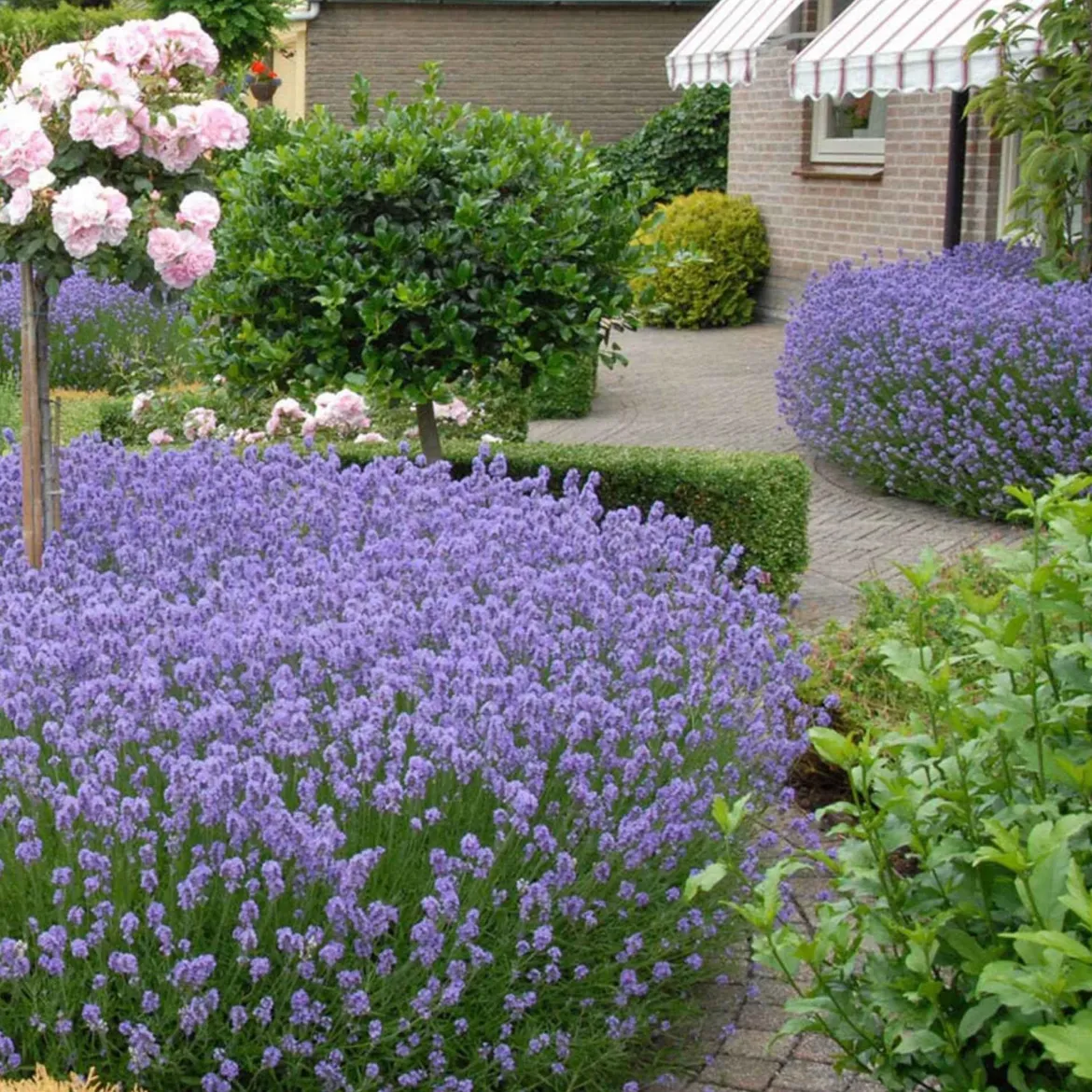 Lavande vraie 'Hidcote' - Bleu intense, parfum garanti