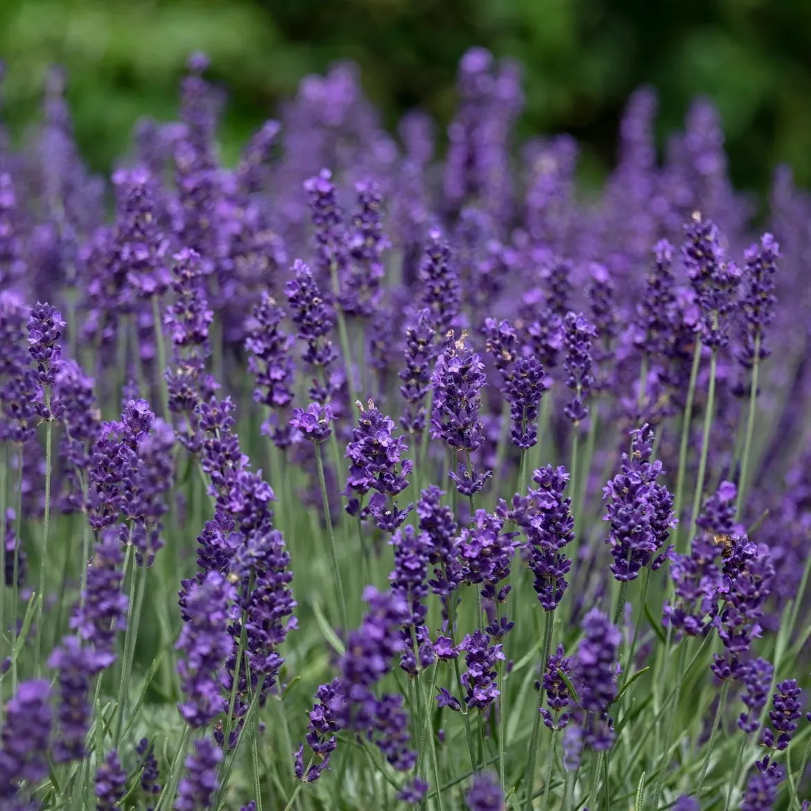 Lavande vraie 'Hidcote' - Bleu intense, parfum garanti