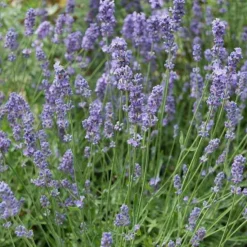 Lavandin Dutch - Un jardin qui sent bon l'été