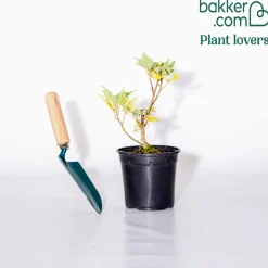Lavatère Blue Bird® - Un nuage de fleurs mauves