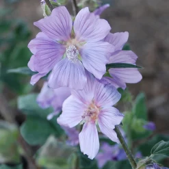 Lavatère Blue Bird® - Un nuage de fleurs mauves