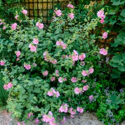2 Lavatères - Une haie de fleurs en un été