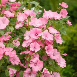 2 Lavatères - Une haie de fleurs en un été