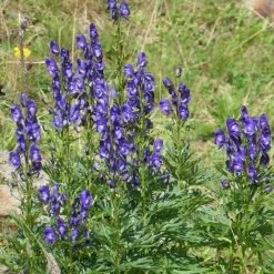 Le massif été fleuri - 18 plantes vivaces - Superficie environ 2 m² - Un été 100% fleuri