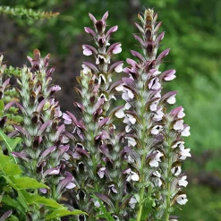 Le massif été fleuri - 18 plantes vivaces - Superficie environ 2 m² - Un été 100% fleuri
