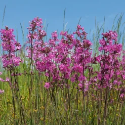 Le massif été fleuri - 18 plantes vivaces - Superficie environ 2 m² - Un été 100% fleuri