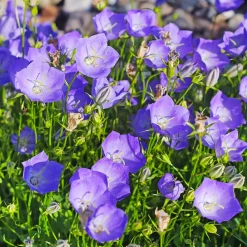 Le massif été fleuri - 18 plantes vivaces - Superficie environ 2 m² - Un été 100% fleuri