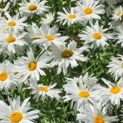 Leucanthème Sweet Daisy Rebecca - Des marguerites tout l'été