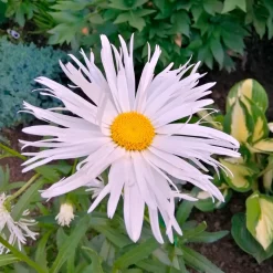 Leucanthème Sweet Daisy Rebecca - Des marguerites tout l'été
