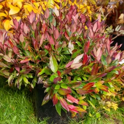Leucothoe rouge - Couleurs toute l'année