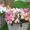 3 Lewisia Elise en mélange - Des fleurs sur la roche