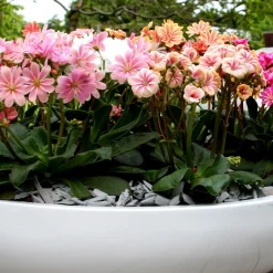 3 Lewisia Elise en mélange - Des fleurs sur la roche