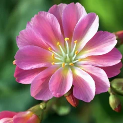 Lewisia Hybrides Sunset Strain - Rocaille en fête