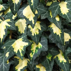 Lierre commun Goldheart - Un mur vert et or vite fait