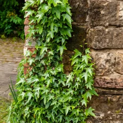 Lierre commun Sagittifolia - Un mur vert toute l'année