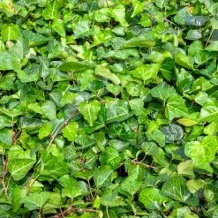 Lierre couvre-sol d'Alger - Un tapis vert toute l'année