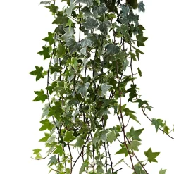 Lierre grimpant Hedera 'Eva' - Plante suspendue - Cascade de feuillage panaché