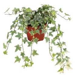 Lierre grimpant Hedera 'Eva' - Plante suspendue - Cascade de feuillage panaché