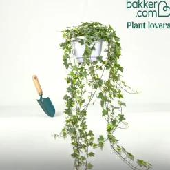 Lierre grimpant Hedera 'Eva' - Plante suspendue - Cascade de feuillage panaché