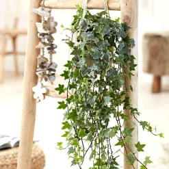 Lierre grimpant Hedera 'Eva' - Plante suspendue - Cascade de feuillage panaché