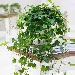 Lierre grimpant Hedera 'Pittsburgh' - Plante suspendue - Cascade verte en un geste