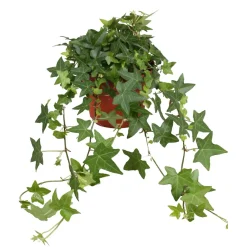 Lierre grimpant Hedera 'Pittsburgh' - Plante suspendue - Cascade verte en un geste