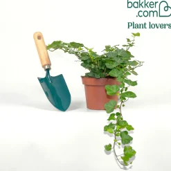 Lierre grimpant Hedera 'Wonder' - Plante suspendue - Cascade verte immédiate