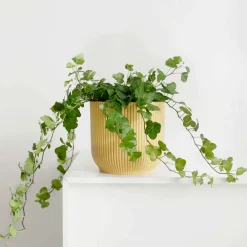 Lierre grimpant Hedera 'Wonder' - Plante suspendue - Cascade verte immédiate