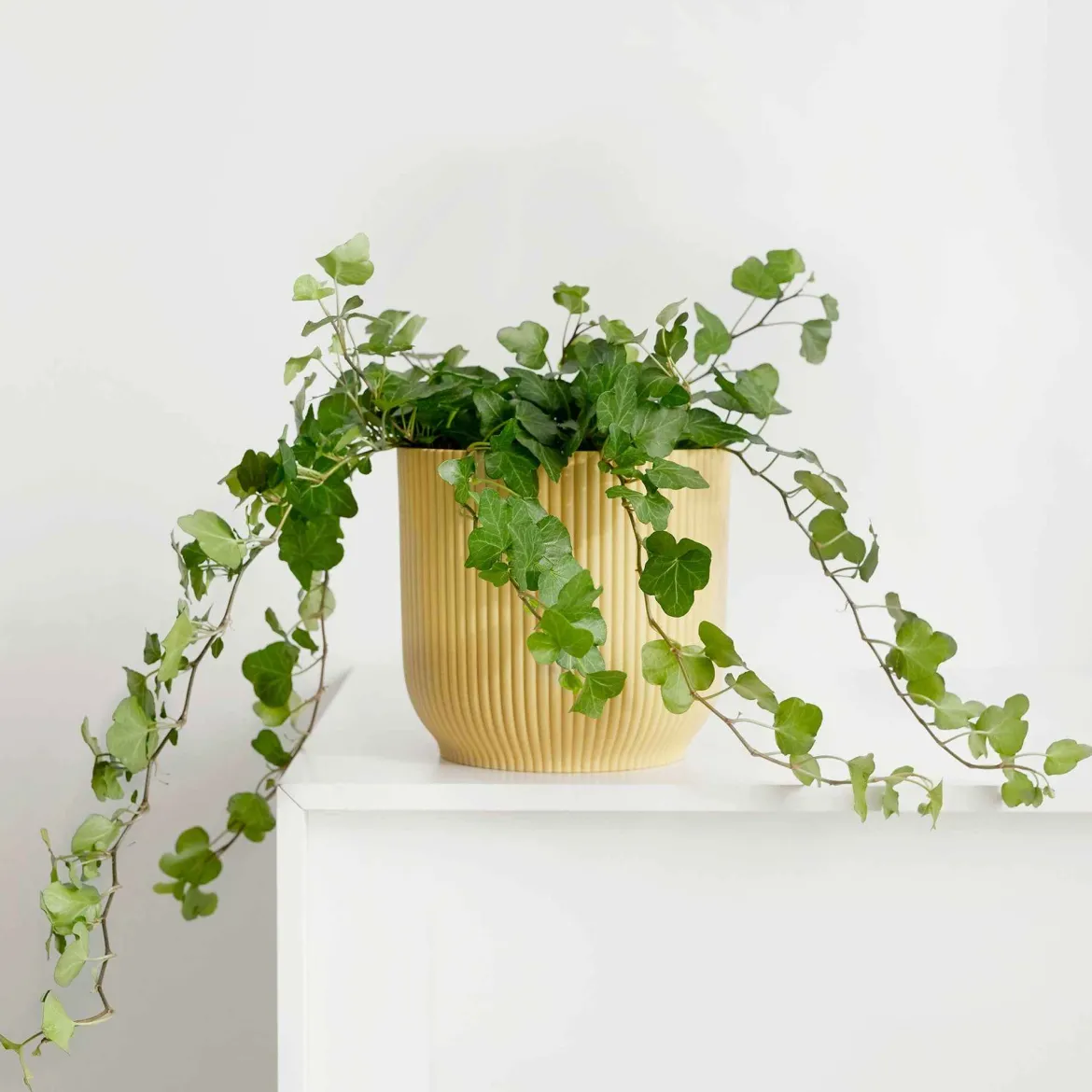 Lierre grimpant Hedera 'Wonder' - Plante suspendue - Cascade verte immédiate