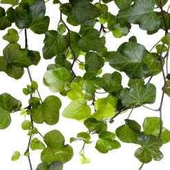 Lierre grimpant Hedera 'Wonder' - Plante suspendue - Cascade verte immédiate