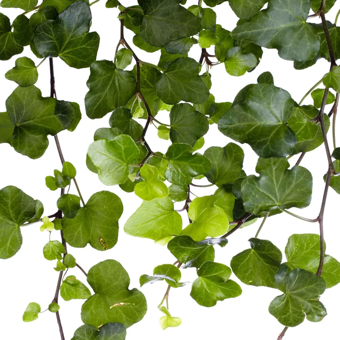 Lierre grimpant Hedera 'Wonder' - Plante suspendue - Cascade verte immédiate