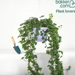 Lierre grimpant Hedera 'Wonder' - Plante suspendue - Cascade verte immédiate