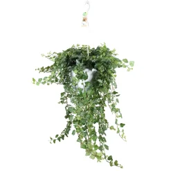 Lierre grimpant Hedera 'Wonder' - Plante suspendue - Cascade verte immédiate