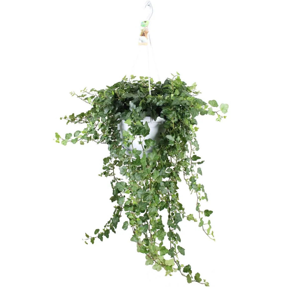Lierre grimpant Hedera 'Wonder' - Plante suspendue - Cascade verte immédiate
