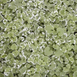 Lierre terrestre panaché - Le tapis vert qui pousse vite