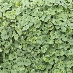 Lierre terrestre panaché - Le tapis vert qui pousse vite