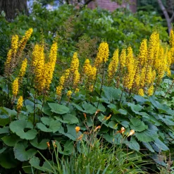 Ligulaire du Shavalski The Rocket - Des flèches jaunes en été