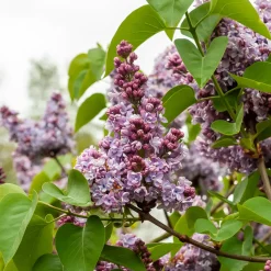 Lilas Belle de Nancy - Un nuage mauve parfumé