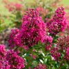 Lilas des Indes Berry Dazzle® - Explosion fuchsia tout l'été